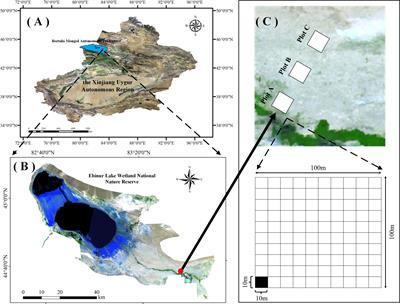 Prediction of spatial distribution characteristics of ecosystem functions based on a minimum data set of functional traits of desert plants